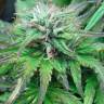 семена конопли марихуаны Auto Blue Mammoth feminised Barneys Farm семена конопли марихуаны Auto Blue Mammoth feminised Barneys Farm