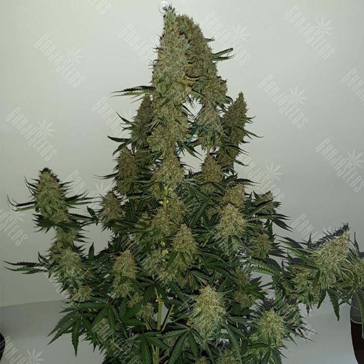 семена конопли для посадки купить Auto Blue Mammoth feminised Barneys Farm семена конопли для посадки купить Auto Blue Mammoth feminised Barneys Farm