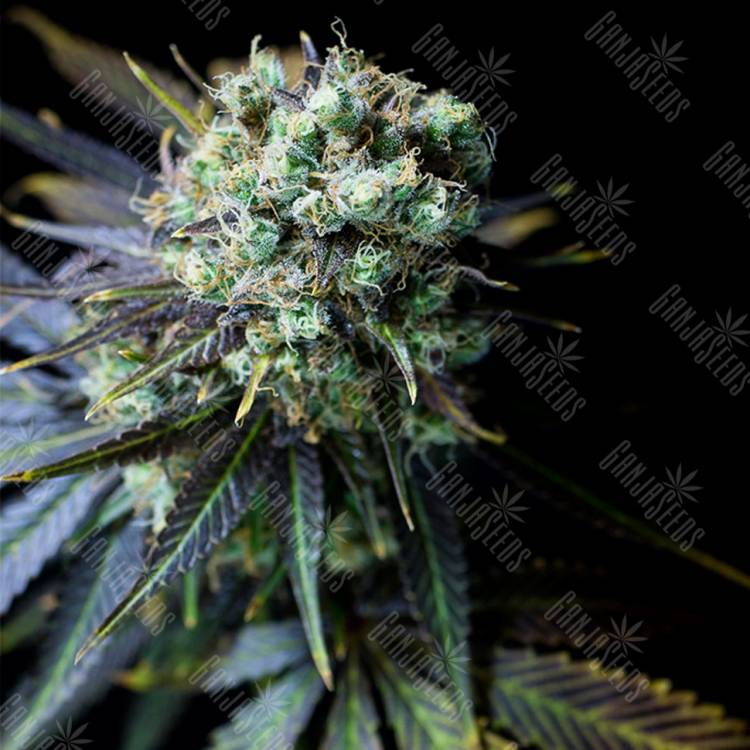 качественные сорта конопли Dinamed CBD feminised Dinafem Seeds качественные сорта конопли Dinamed CBD feminised Dinafem Seeds