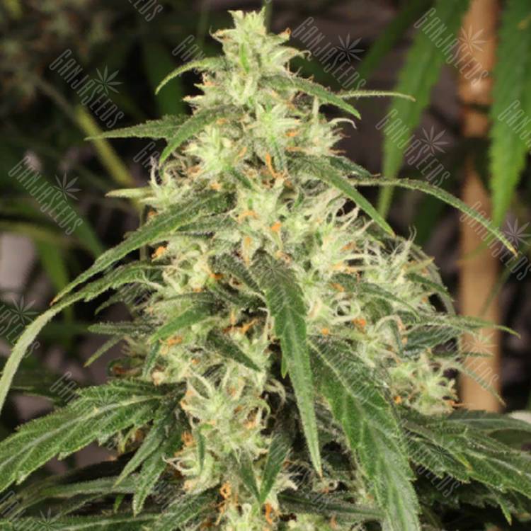 семена конопли недорого Mekong High feminised Dutch Passion Seeds