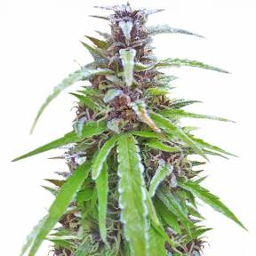 Easy Sativa feminised Female Seeds