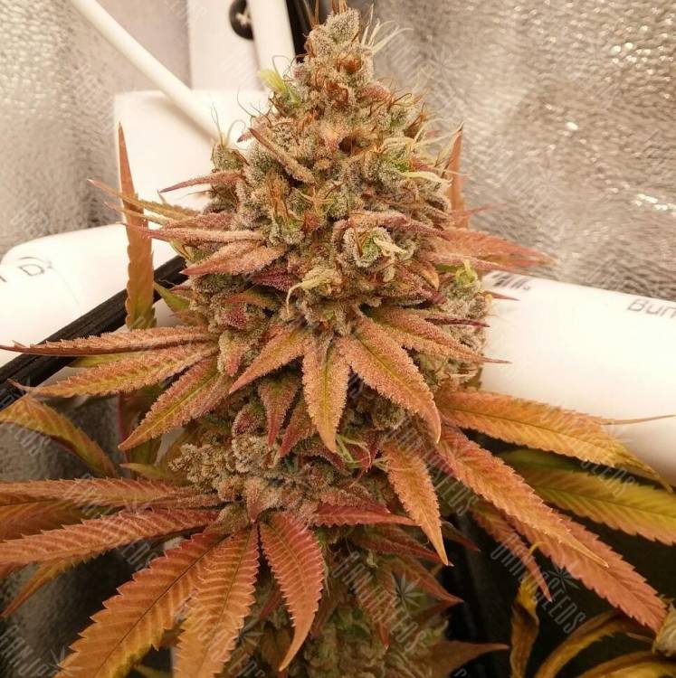 Colombian Gold regular Ganja Seeds