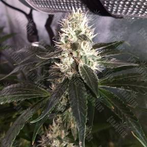 Critical + feminised Ganja Seeds
