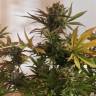 купить семена конопли Critical + feminised