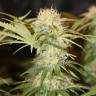 семена конопли наложенным платежом Critical + feminised
