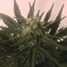 заказать качественные семена конопли Critical + feminised
