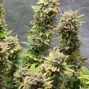 Amnesia Haze feminised Ganja Seeds