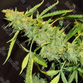 Puta Madre Kush feminised Ganja Seeds