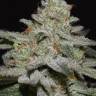 Puta Madre Kush feminised Ganja Seeds