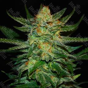 Auto Destroyer feminised Ganja Seeds