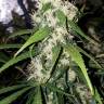 Super Silver feminised Dinafem Seeds