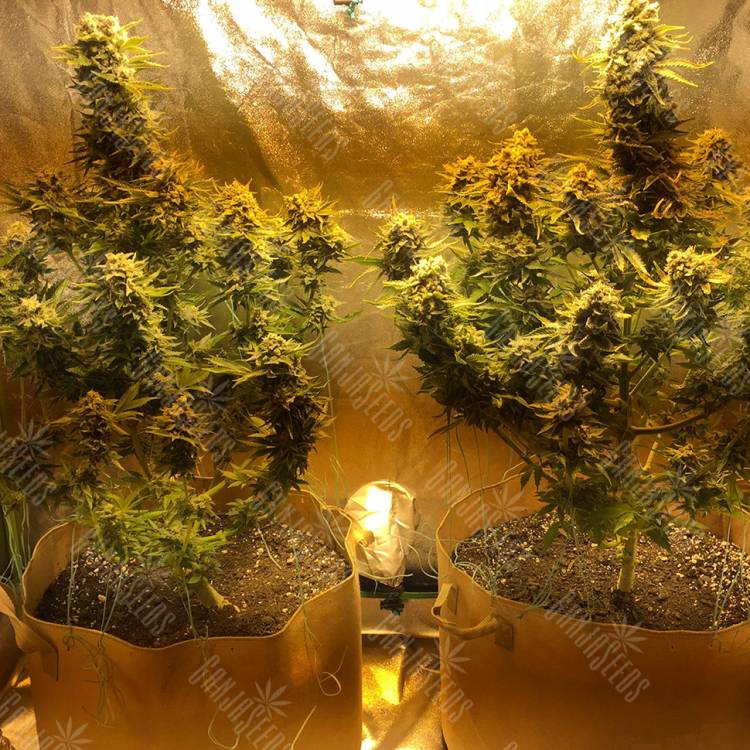 конопля семена сорта заказать Red Dragon regular Ganja Seeds