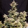 семена конопли элитных сортов Auto Critical Kush feminised Barneys Farm