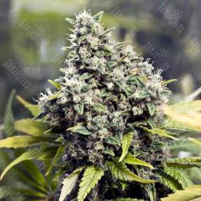 Grapefruit feminised Female Seeds