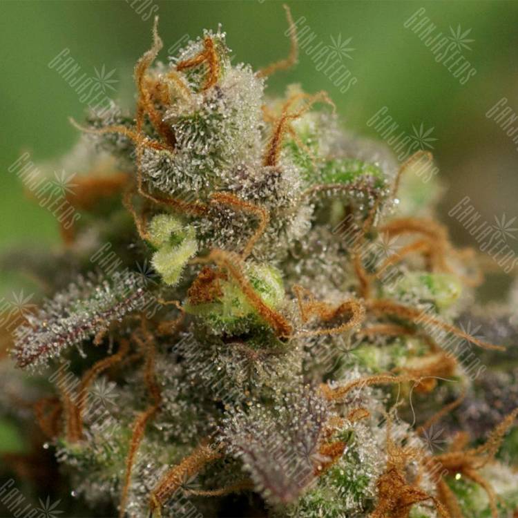 семена конопли марихуаны Swiss Cheese feminised Nirvana Seeds семена конопли марихуаны Swiss Cheese feminised Nirvana Seeds