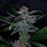 семена культурной конопли купить Silver Bubble feminised Reserva Privada