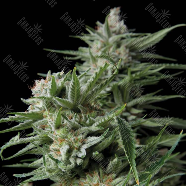 качественные семена конопли Dulce Locura (Sweet Madness) feminised Trikoma Seeds качественные семена конопли Dulce Locura (Sweet Madness) feminised Trikoma Seeds