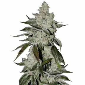 Auto Cookies feminised Ganja Seeds