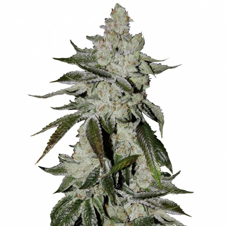 Auto Cookies feminised Ganja Seeds