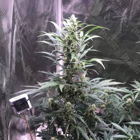 Point regular Ganja Seeds