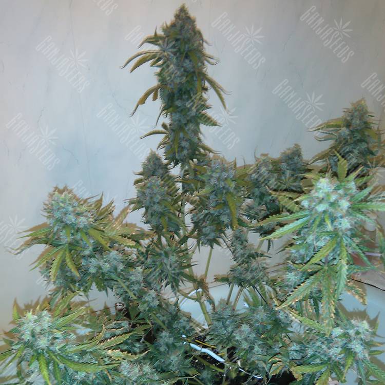 заказ семян конопли Спб Russian Snow regular Ganja Seeds