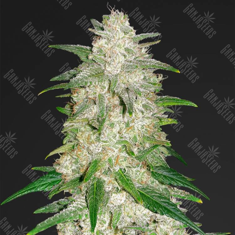 семена конопли дешево Auto Glue Gelato feminised Barneys Farm