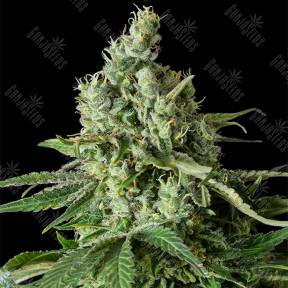 Moby Dick CBD feminised Dinafem Seeds
