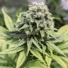 медицинские сорта конопли Moby Dick CBD feminised Dinafem Seeds
