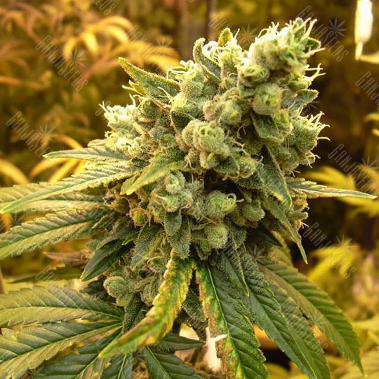 семена конопли в интернете Sativas Sour Diesel feminised Nirvana Seeds семена конопли в интернете Sativas Sour Diesel feminised Nirvana Seeds