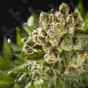 Sugar Pop feminised Philosopher Seeds