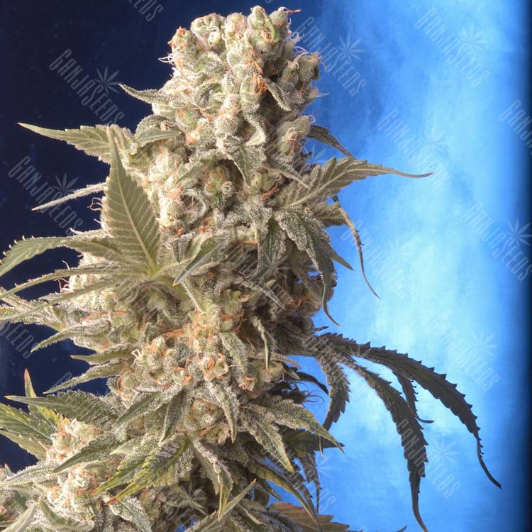 семена конопли почтой AK-47 regular Serious Seeds семена конопли почтой AK-47 regular Serious Seeds