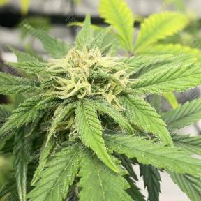 Auto Jealousy Z XL feminised Ganja Seeds