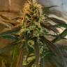 семена конопли марихуаны Amnesia feminised
