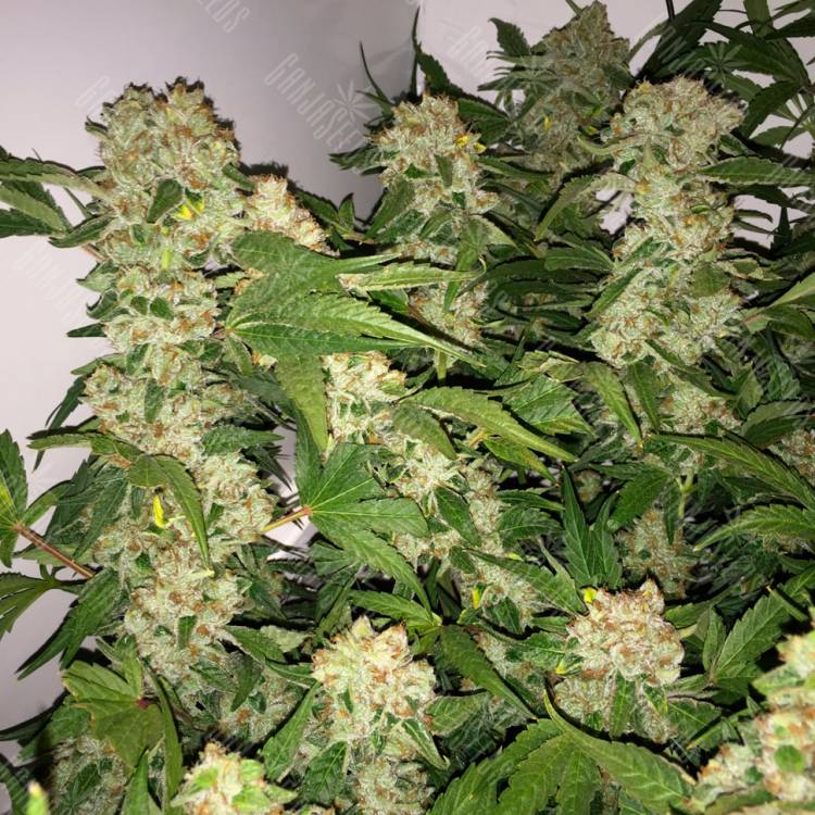 семена конопли для выращивания Lemon Skunk feminised семена конопли для выращивания Lemon Skunk feminised