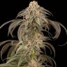 AK Skunk feminised Ganja Seeds AK Skunk feminised Ganja Seeds