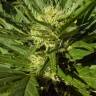 семена конопли скороспелый купить Auto Black Domina feminised