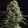 Auto Silver Bullet feminised Ganja Seeds