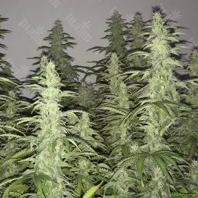 White Siberian feminised Dinafem Seeds