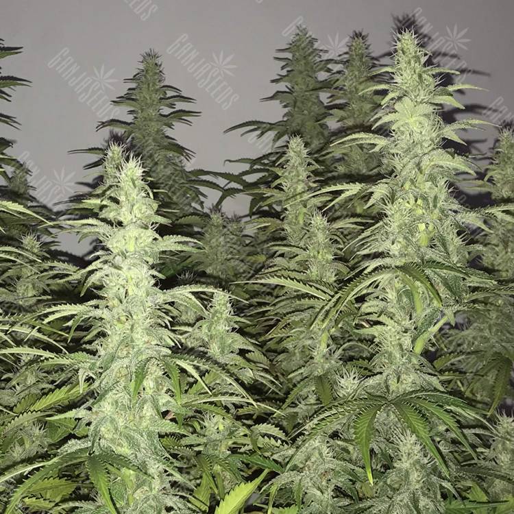 White Siberian feminised Dinafem Seeds White Siberian feminised Dinafem Seeds