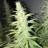 White Siberian feminised Dinafem Seeds White Siberian feminised Dinafem Seeds