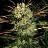 Power Plant regular Ganja Seeds Power Plant regular Ganja Seeds