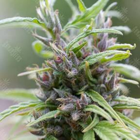 Urban Poison feminised Nirvana Seeds