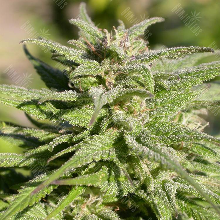 конопля семена сорта заказать Biddy Early regular Serious Seeds конопля семена сорта заказать Biddy Early regular Serious Seeds