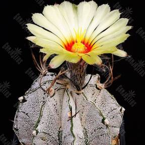 Astrophytum capricorne v. major