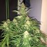 семена конопли элитных сортов Auto Amnesia Haze feminised GanjaLiveSeeds