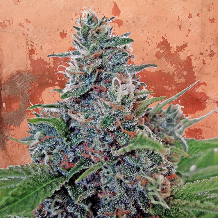 семена конопли для курения Auto Blue Amnesia feminised