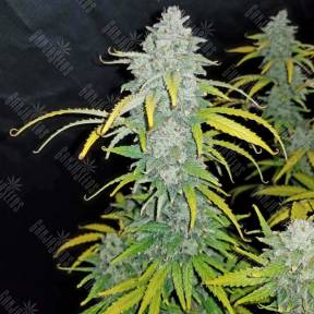 Auto Dreamberry feminised Ganja Seeds