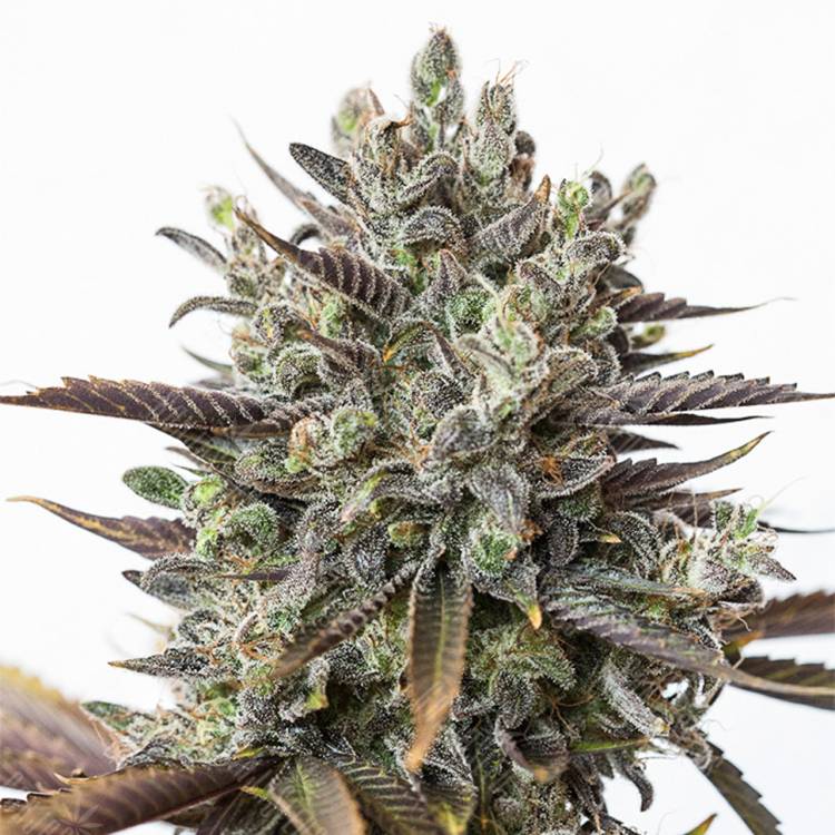 семена каннабиса Purple Orange CBD feminised Dinafem Seeds семена каннабиса Purple Orange CBD feminised Dinafem Seeds