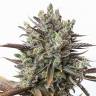 семена каннабиса Purple Orange CBD feminised Dinafem Seeds семена каннабиса Purple Orange CBD feminised Dinafem Seeds
