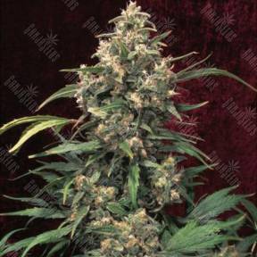 Indoor Mix feminised Female Seeds